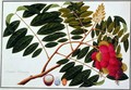 Sangole latong, from 'Drawings of Plants from Malacca', c.1805-18 - Anonymous Artist