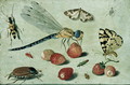 Study of Insects Butterflies and Flowers - Jan van Kessel