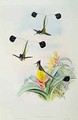 Hummingbird - (after) Gould, John & Richter, H.C.
