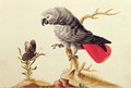 African Grey Parrot - Sarah Stone