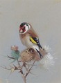 Goldfinch On Thistle - Archibald Thorburn