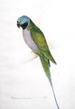 Paloeornis Derbianus - Edward Lear