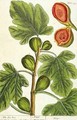 The Fig Tree, plate 125 from 'A Curious Herbal' - Elizabeth Blackwell