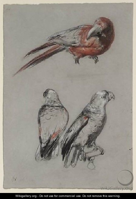 Three Parrots - Richard Parkes Bonington