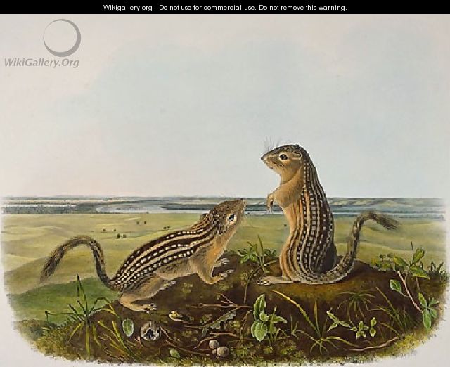 Leopard Spermophile Spermophilus Tridecemlineatus - John James Audubon
