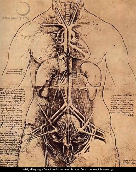 Drawing Of A Womans Torso - Leonardo Da Vinci