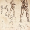 Anatomical Studies - Leonardo Da Vinci