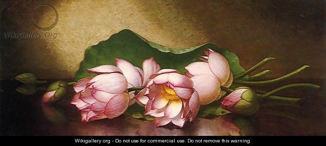 Egyptian Lotus Blossom - Martin Johnson Heade