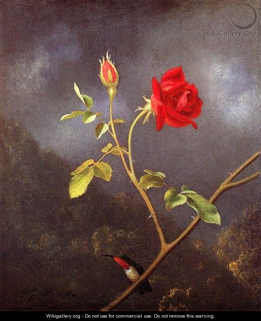 Red Rose With Ruby Throat - Martin Johnson Heade