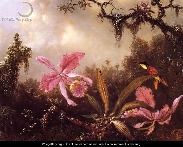 Orchids And Crimson Topaz Hummingbird - Martin Johnson Heade