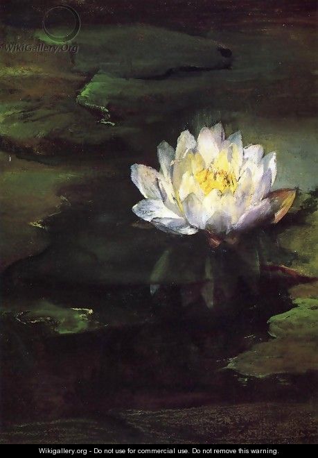 Water Lily Study From Nature - John La Farge