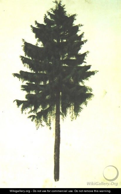 Pine Tree - Albrecht Durer