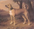 Ulmer Dogge 1705 - Johann Christof Merck