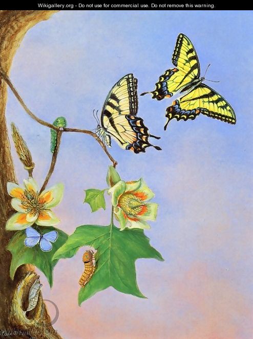 Butterflies I - Titian Ramsay Peale