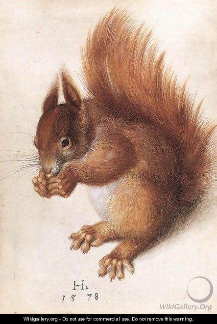 Squirrel - Hans Hoffmann
