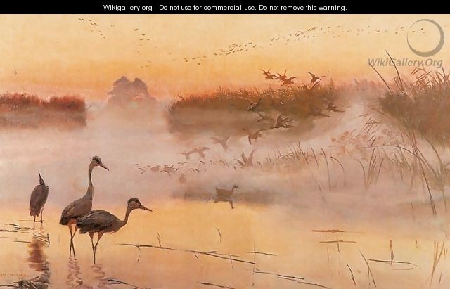Dawn. The Kingdom of Birds - Jozef Chelmonski