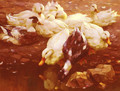 Enten Am Teich (Ducks in the pond) - Alexander Max Koester