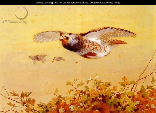 English Partridge In Flight - Archibald Thorburn