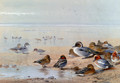 Pintail, Teal And Wigeon, On The Seashore - Archibald Thorburn