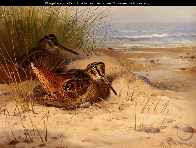 Woodcock Nesting On A Beach - Archibald Thorburn