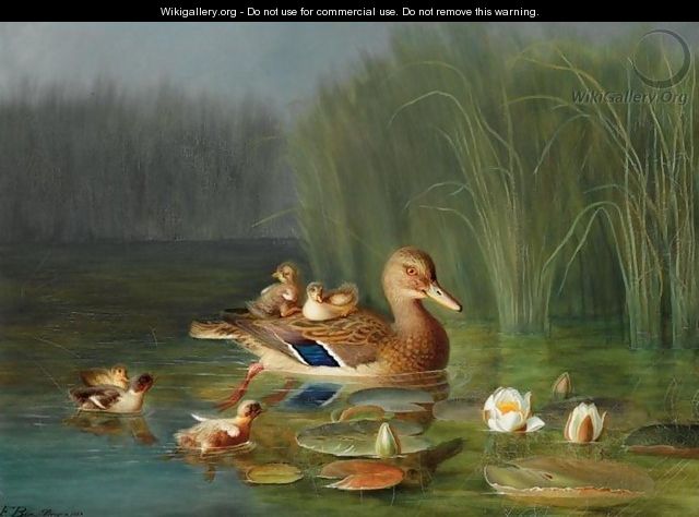 Wild Duck with its Ducklings (Villender) - Franz Boe