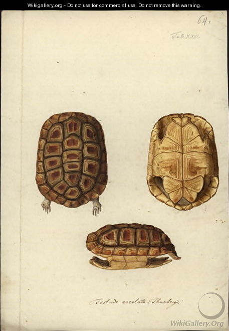 Homopus areolatus, before 1792 - Friedrich Wilhelm Wunder