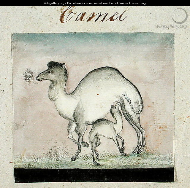 Mother Camel and her Calf - Gungaram Tambat