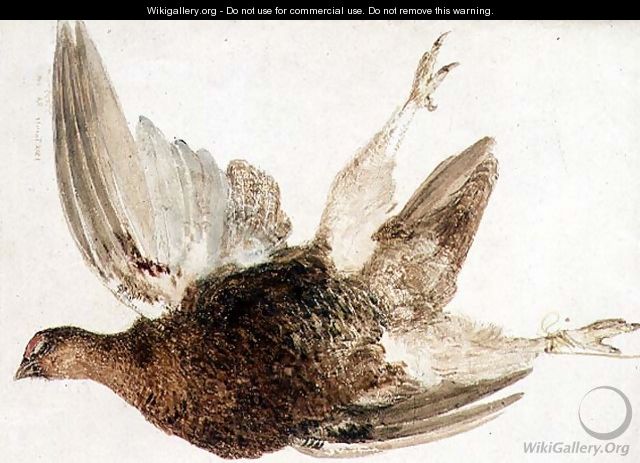 Grouse, from The Farnely Book of Birds, c.1816 - Joseph Mallord William Turner