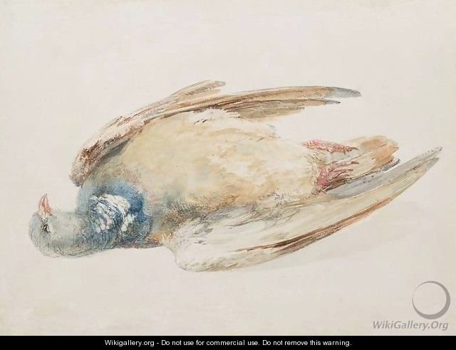 Pigeon, from The Farnley Book of Birds, c.1816 - Joseph Mallord William Turner