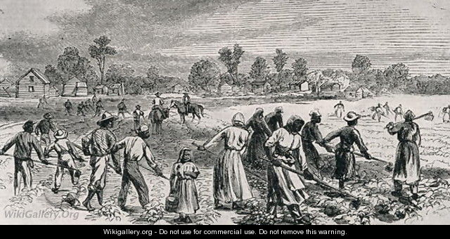 Labour in the Cotton Fields, Hoeing the Young Plants, illustration from Harpers Weekly, 1867, from The Pageant of America, Vol.3, by Ralph Henry Gabriel, 1926 - Alfred R. Waud