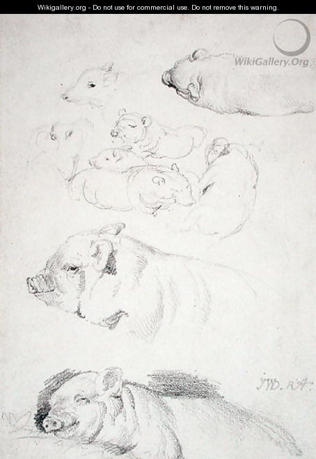 Studies of Pigs - James Ward