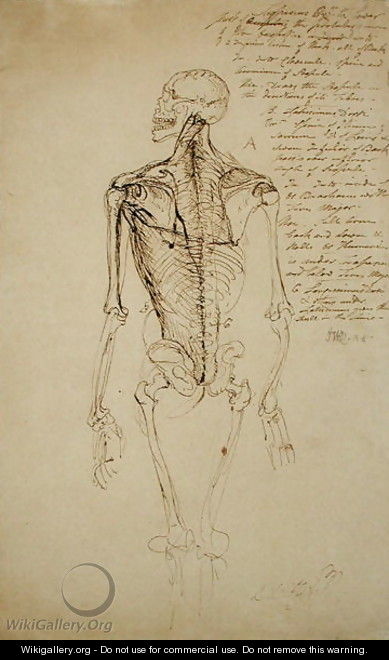 Drawing of a Mans Skeleton - James Ward