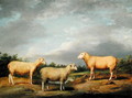Ryelands Sheep, the King's Ram, the Kings Ewe and Lord Somervilles Wether, c.1801-07 - James Ward