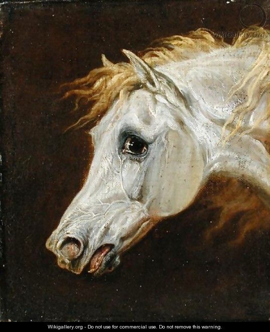 Head of a Grey Arabian Horse - Martin Theodore Ward