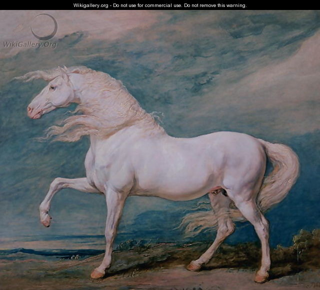 Adonis, a white stallion - James Ward