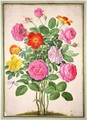 Roses, plate 4 from the Nassau Florilegium - Johann Jakob Walther