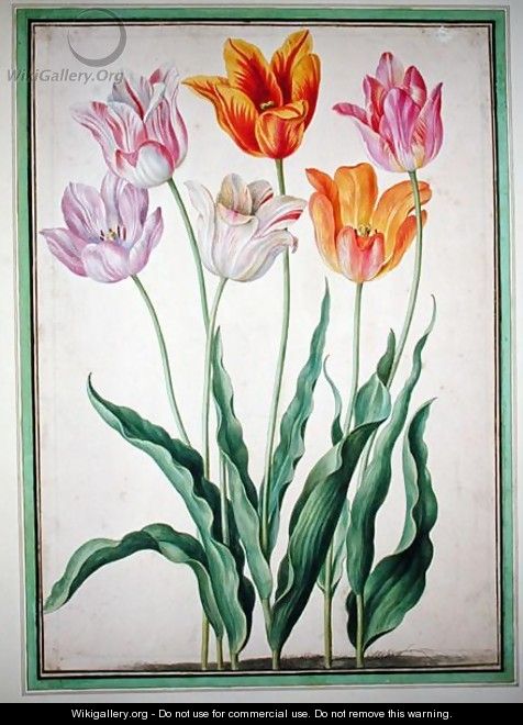 Tulips, from the Nassau Florilegium - Johann Jakob Walther