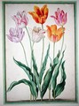 Tulips, from the Nassau Florilegium - Johann Jakob Walther