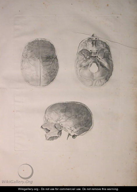 Albinus II, Tab. III, Cranial bone, illustration from 
