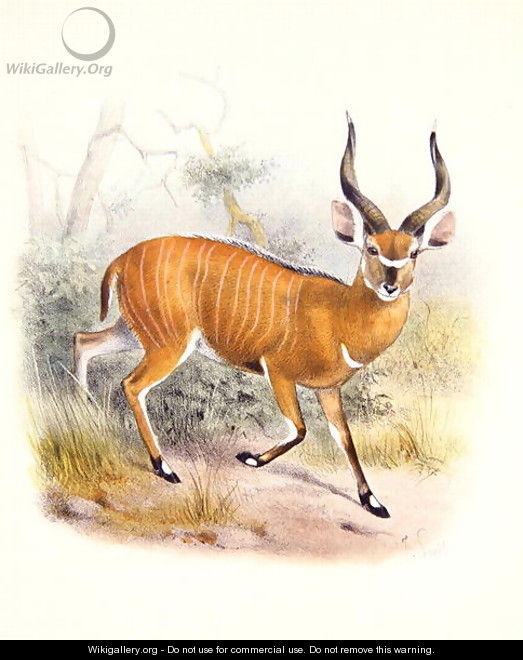 The Broad Horned Antelope, from The Book of Antelopes - Joseph Wolf