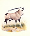 The Gemsbok, from The Book of Antelopes - Joseph Wolf