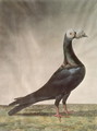 Portrait of a Carrier Pigeon - D. Wolsenholme