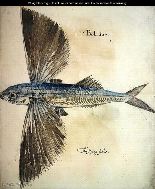 Flying-Fish - John White