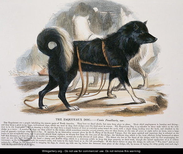 The Esquimaux Dog (Canis familiaris) educational illustration pub. by the Society for Promoting Christian Knowledge, 1843 - Josiah Wood Whymper