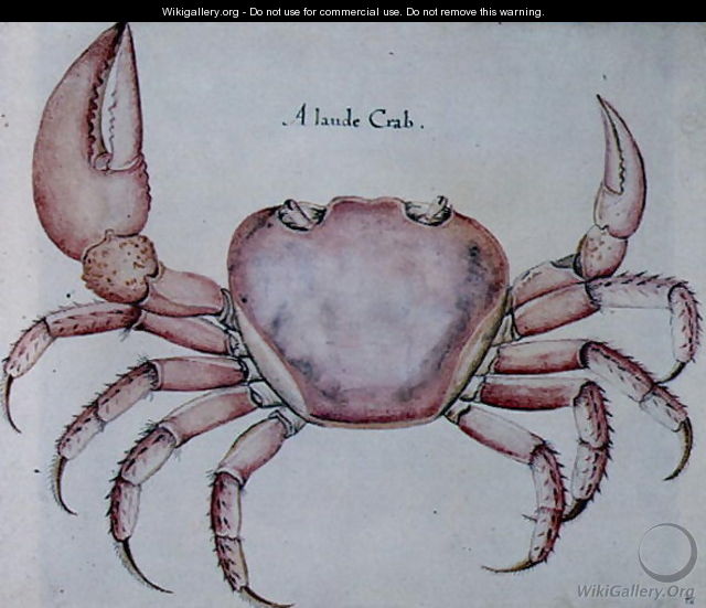 Land Crab 2 - John White