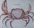 Land Crab 2 - John White