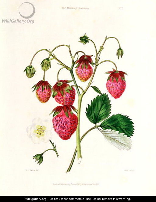 The Roseberry Strawberry, engraved by Watte, pub. by Thomas Kelly, London 1830 - Edwin Dalton Smith