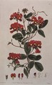 Sweet Pea Lathyrus odoratus Kennedya coccinea from Flora Australasica, published by J. Ridgeway, 1827 - Edwin Dalton Smith