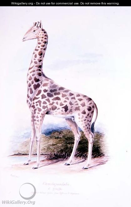 Giraffe by James Edwin Edward Dawe, illustration to The Ruminantia Vol. I - Charles Hamilton Smith