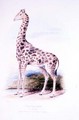 Giraffe by James Edwin Edward Dawe, illustration to The Ruminantia Vol. I - Charles Hamilton Smith